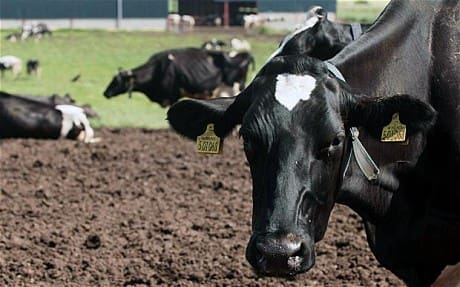 Genetically Modified Cows Produce ‘Human’ Milk