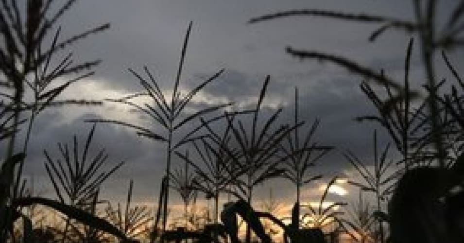 Mexico Approves GM Maize Pilot Project