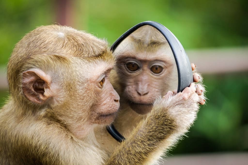 Monkeypox Infection